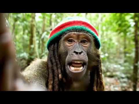 RASTA MONKEY COMPILATION #1 🐵🇯🇲