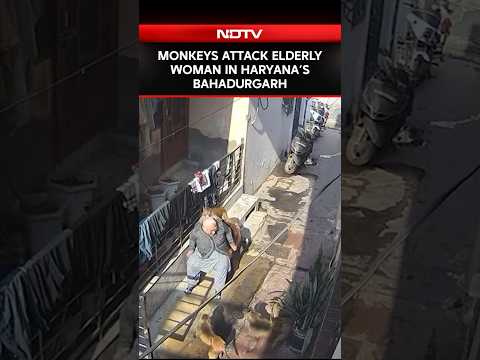Monkeys Attack Elderly Woman in Haryana's Bahadurgarh