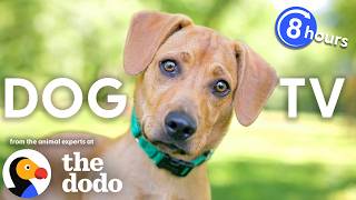 Dodo Dog TV 🐶 8 Hours of Backyard Wildlife for Curious Dogs