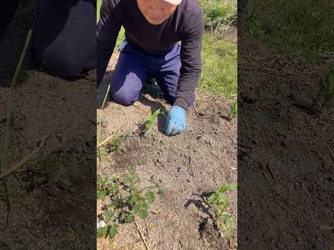 味、収量、耐性の点で最高のトマト品種は何ですか?  庭園