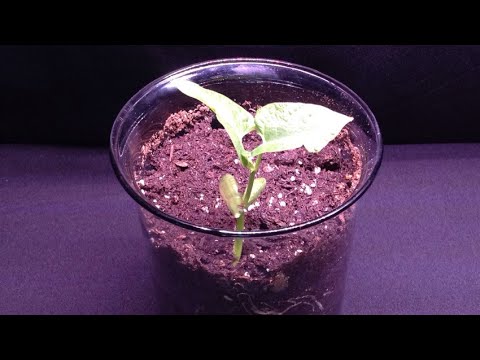 Time-Lapse Series:  White Bean Growing