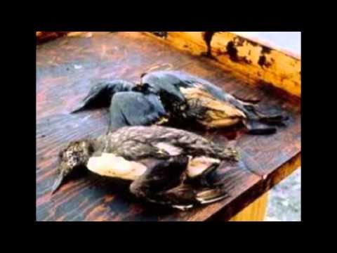 download lagu mp3 mp4 Avutarda Patagonica, download lagu Avutarda Patagonica gratis, unduh video klip Avutarda Patagonica