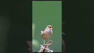 Download lagu Cikrak Eurasia mp3