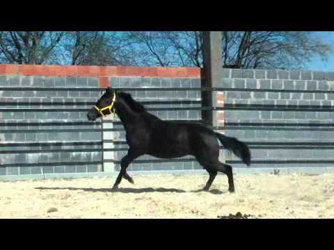 Stoiber  SN Royal Paloma 2010