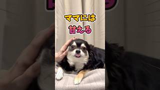 犬、パパとママの使い分け。 #犬との暮らし #chihuahua #dog #チワワ #癒し