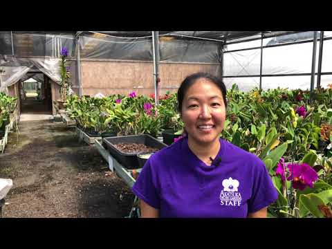 AOG Cattleya Care Video