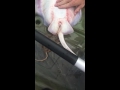 Stingray gives birth!