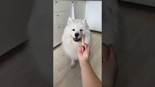 Download lagu My Dog Has a Pure Heart 🥺 #shorts #dog mp3