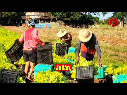  Entrevista a Julián Leal, productor de la Finca Santa Ana de la CCS Frank País de Güira de Melena. 
