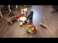 Yorkiepoo dogs for sale: Kenny - Video 1