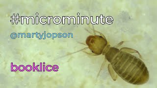 #microminute 33 booklice