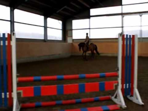 Holsteiner Stute von Calato-Feenspross xx, Stamm 95