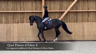 QUEL PRINCE D'EDEN Z, STALLION, 2021, QUEL HOMME DE HUS X DARCO