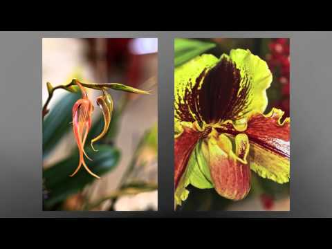 download lagu mp3 mp4 Exposition Orchides 2019 Annequin, download lagu Exposition Orchides 2019 Annequin gratis, unduh video klip Exposition Orchides 2019 Annequin