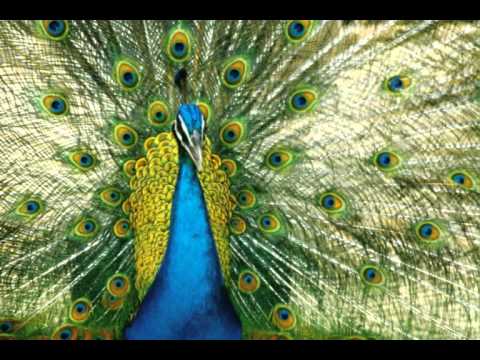 Pandit Swapan Chaudhri - Jhap Taal Tabla Solo