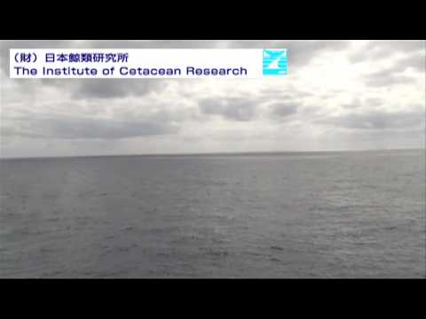 Envirommental destruction group【Sea Shepherd】