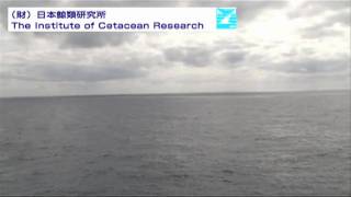 Envirommental destruction group【Sea Shepherd】 video