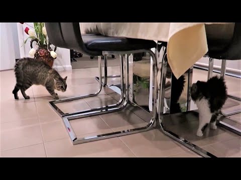 How To Introduce Two Cats When One is Aggressive