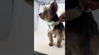 Video preview image #1 Mutt Puppy For Sale in Benton, LA, USA