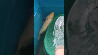 Download lagu I got a goldfish 🥳🐟 #funny #trending #shorts mp3 Download lagu I got a goldfish 🥳🐟 #funny #trending #shorts mp3