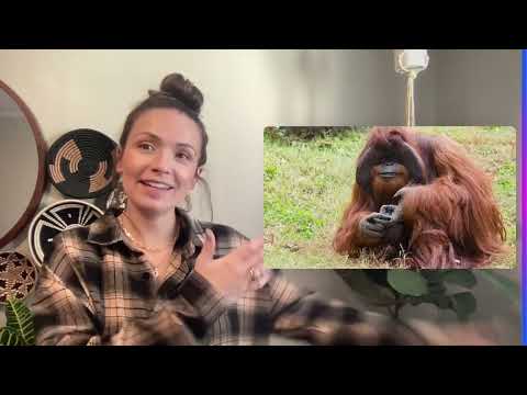 Chantek the Orangutan