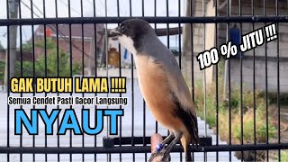 Download lagu burung cendet gacor BONGKAR MATERI untuk PANCINGAN CENDET AGAR BUNYI bikin BURUNG PENTET GACOR NYAUT mp3