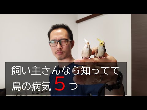 , title : '【インコ・オウム・鳥】気をつけるべき病気５選'