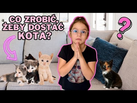 What should I do to get a cat? Will Olivia's dream come true?