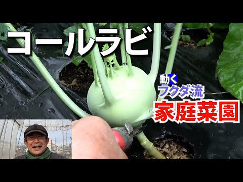 園芸 コールラビ、コルラビ、コールラビ