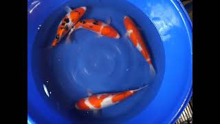 video van Showa 2301061