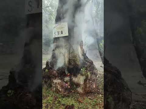 Árbol alcanzado por un rato en el balneario de huerta grande en la pcia de Córdoba 28/9/26 #rayos