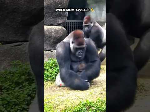 Gorilla Dad Changes When Mom Appears 🤭 #gorilla #funny #trending #fyp