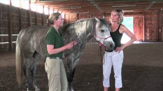 Denise Bean -Raymond Demonstrates Equine Acupressure June 23, 2013- Part 2
