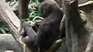 preview picture of video 'Brookfield Zoo 2: Tropical World (mostly Primates)'