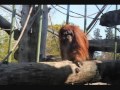 Let S Go To The ZOO