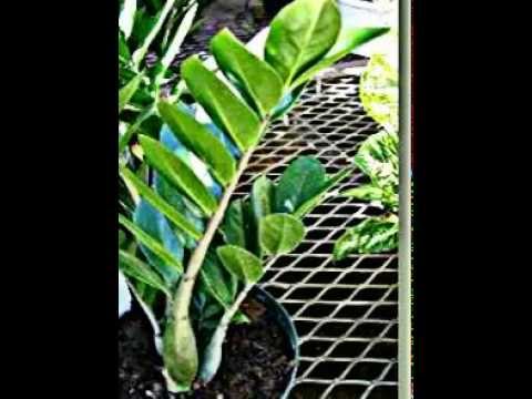 comment soigner la plante zamioculcas