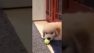 ☆Super Cute Animals☆Cute cats and funy dogs＆cat　videos compilation2021C㉖#Shorts