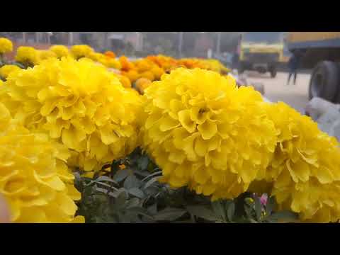 nannu spining ful baganer Cinematic video // Nirob official