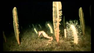 VideoRay HD ROV Films Guadalupe Island Seahorse
