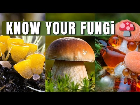 Types of Mushrooms Explained – Boletes, Puffballs, Jellies & More (Foraging Guide)
