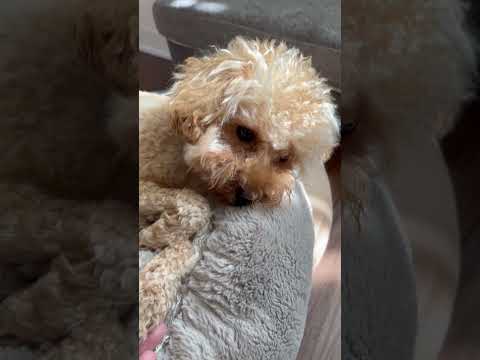 経営学科 眠すぎるトイプードル13ヶ月　#toypoodle #トイプードル