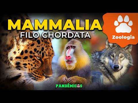 Phylo Chordata: Mammalia