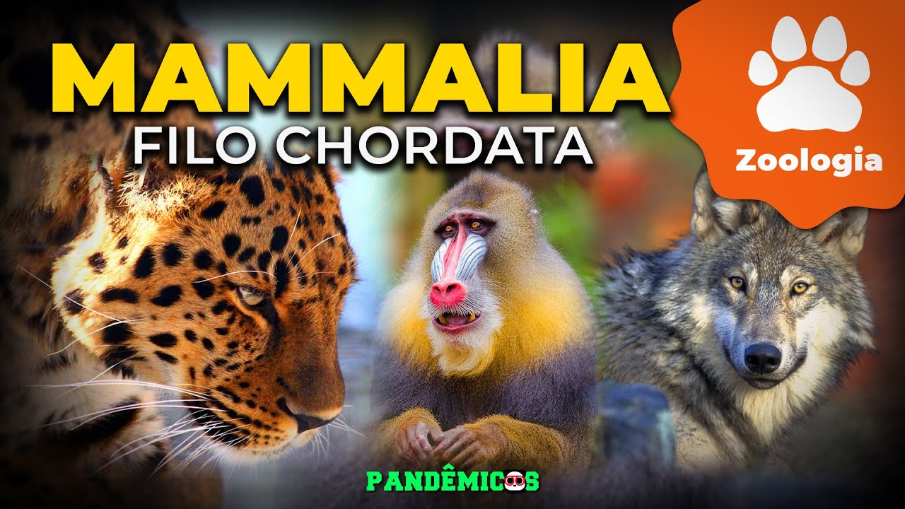 Filo Chordata: Mammalia