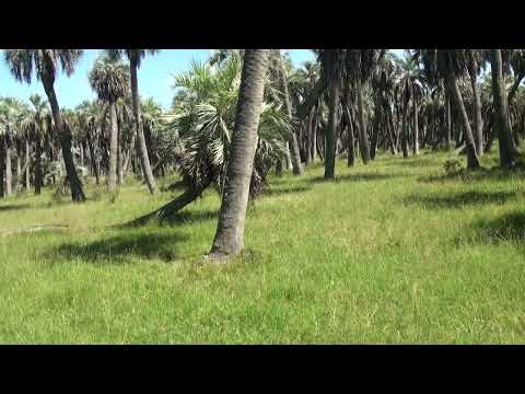 ENTRAMOS AL PALMAR DE CASTILLOS 3