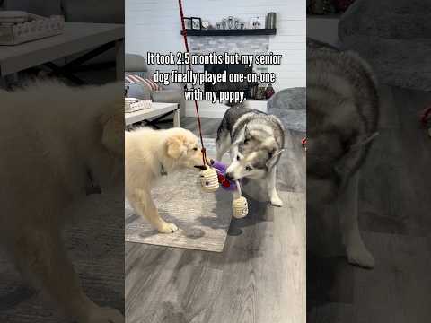 My puppy and senior dog play for the first time. #puppies