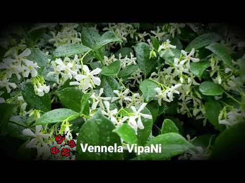 Vennela Vapra - grown your own - star jasmine