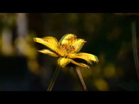 Daina.LT 2012 NOMINACIJA - Veronika Povilionienė - Oi tu agala, girios martela