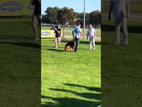 BSZS 2023           VA6 Reno v. Angelius Team,        (*Nero v. Ghattas - *Nera du Val D’Anzin ).