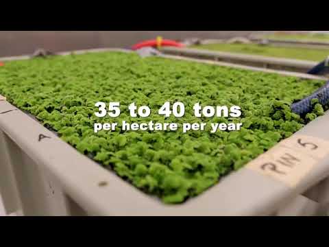 Azolla - Dry and Green Ajolla Fertilizer Latest Price, Manufacturers ...
