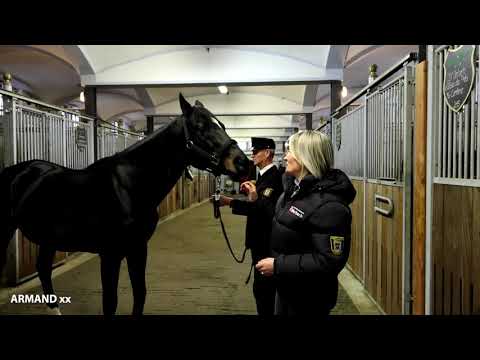 Anlässlich der digitalen Trakehner Hengstschau: Armand xx *2001 v. Winged Love xx-Chief Singer xx